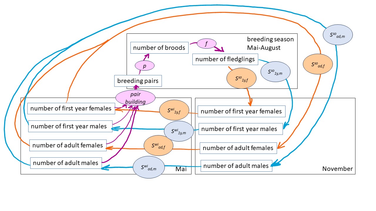 Structure of the population model. The model incorporates a pair-building process. Additionally, it includes demographic parameters that may depend on environmental variables: p = probability vector for doing 0, 1 or 2 broods; f = fecundity, i.e., the number of fledglings produced by one female in a single breeding season; and summer and winter survival rates for adults and first year birds of both sexes.