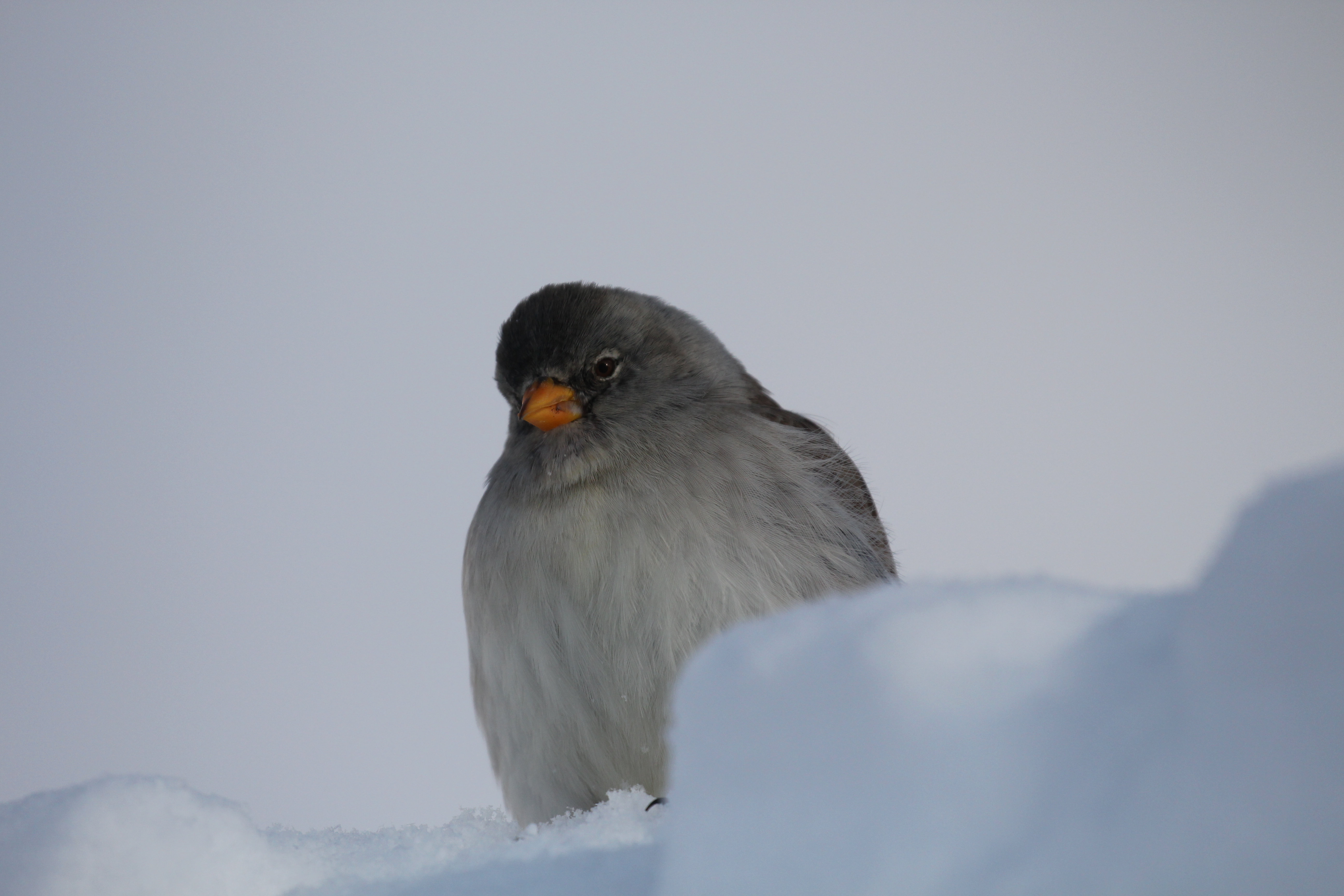 The White-winged Snowfinch *Montifringilla nivalis* is a high-elevation specialist living year-round above the treeline.